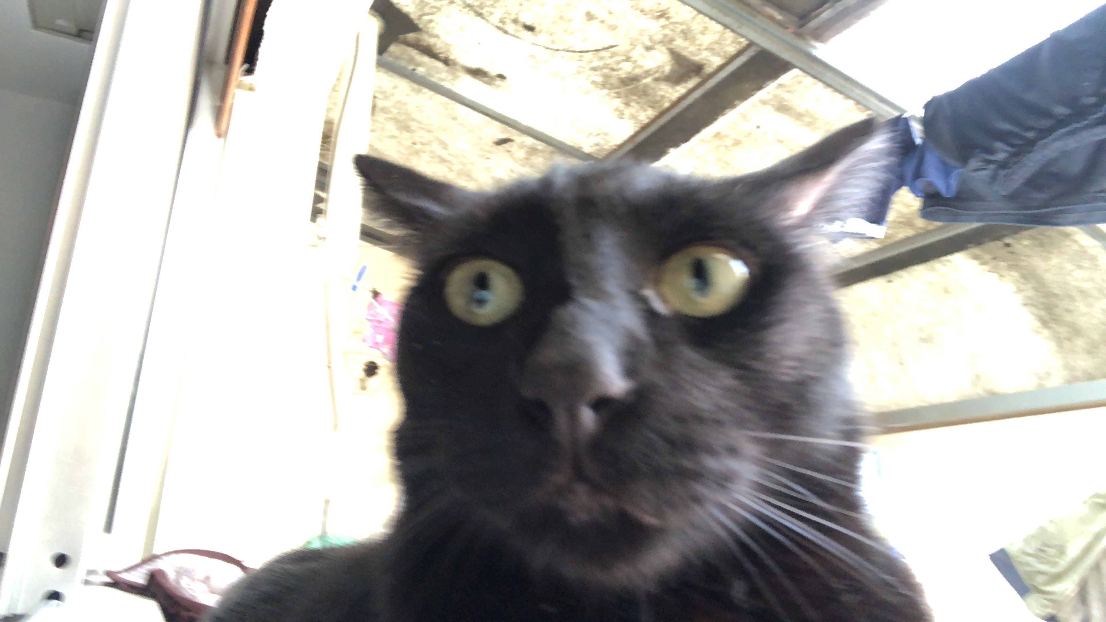 hot cat in the streeth